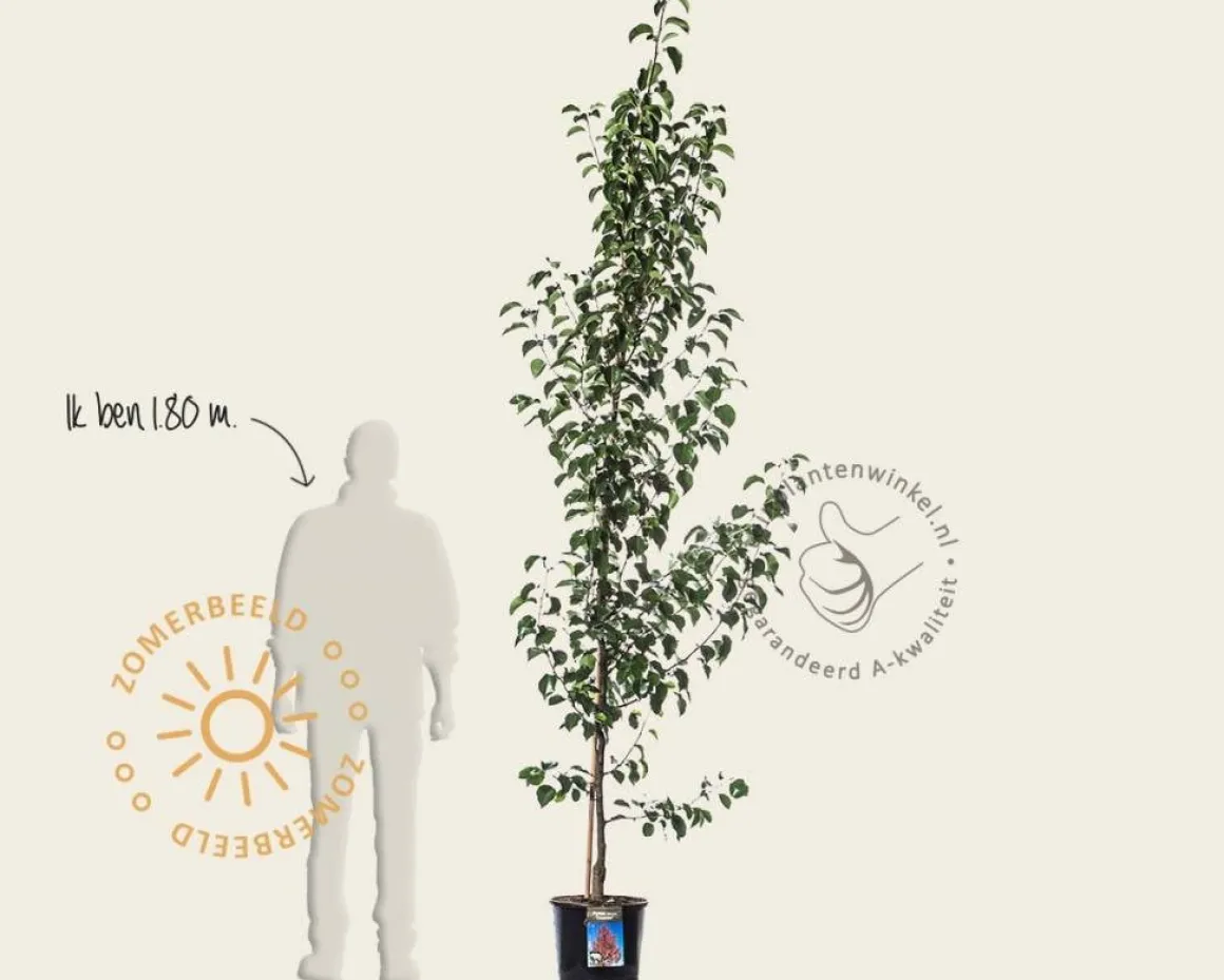 Pyrus calleryana 'Chanticleer' - beveerd