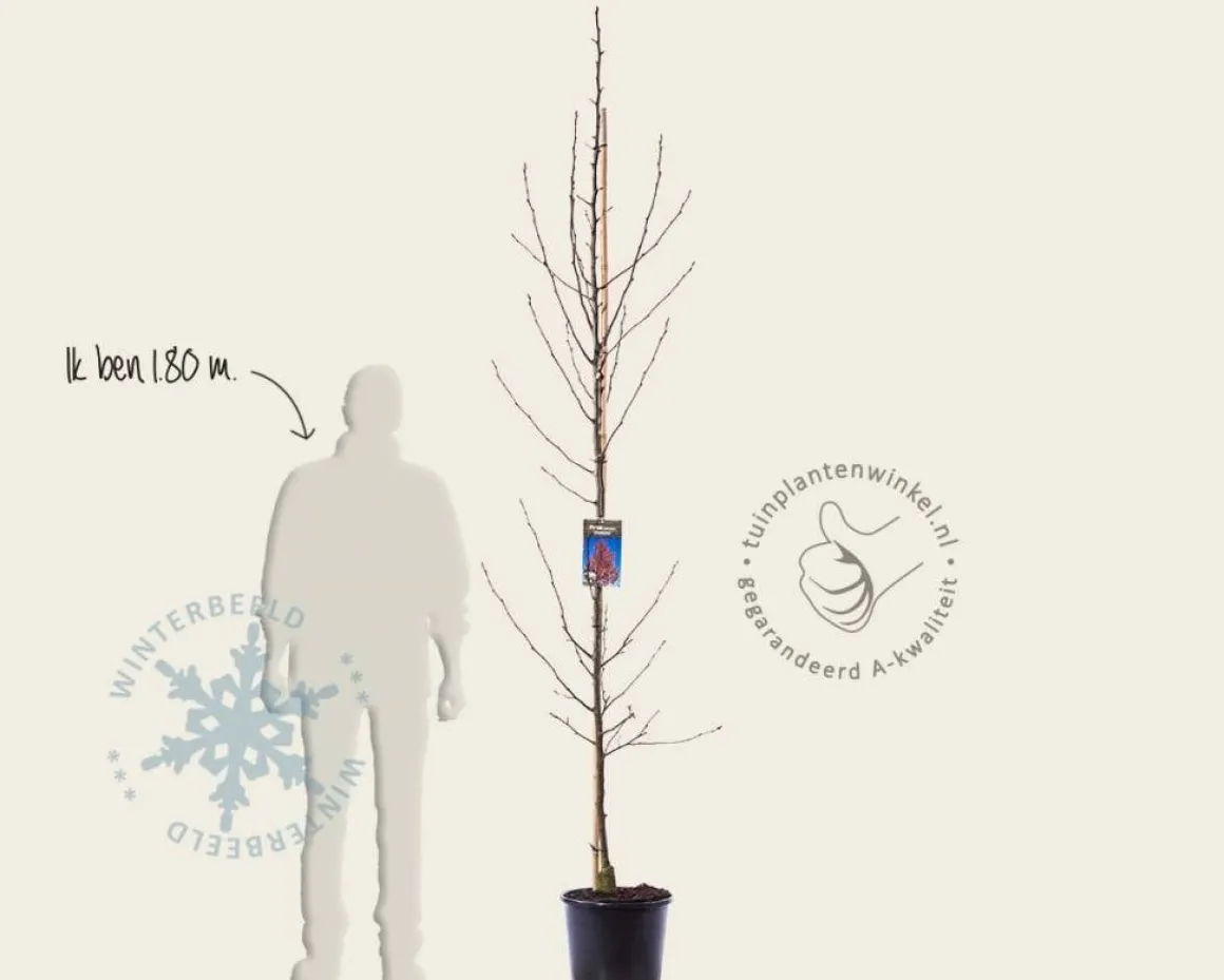 Pyrus calleryana 'Chanticleer' - beveerd
