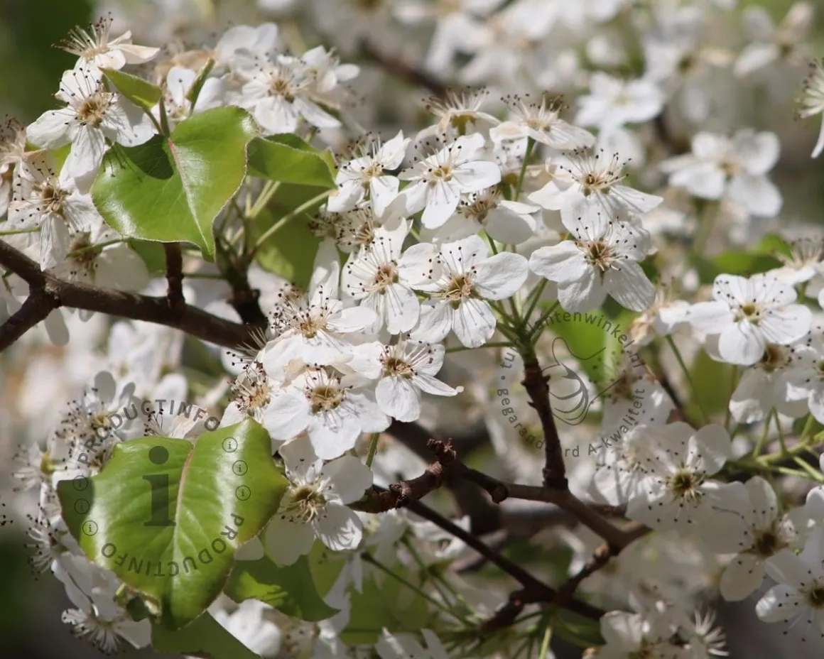 Pyrus calleryana 'Chanticleer' - beveerd