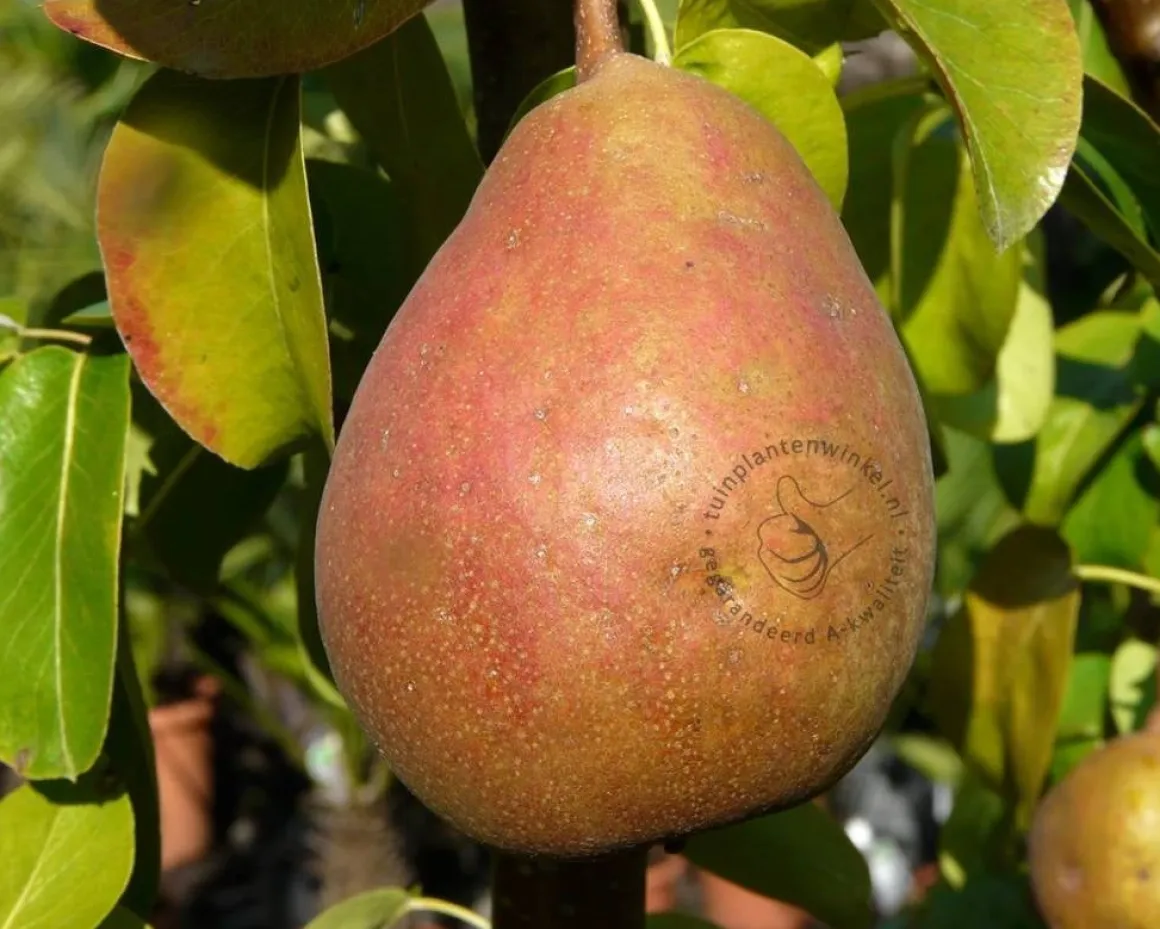 Pyrus communis 'Beurré Hardy' - halfstam