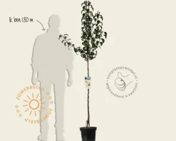 Pyrus communis 'Beurré Hardy' - halfstam