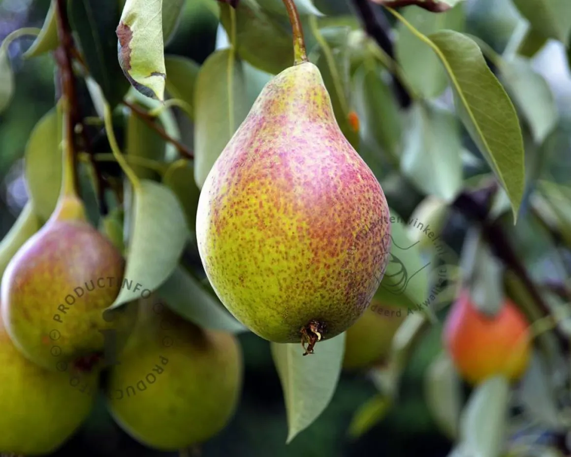Pyrus communis 'Bonne Louise d'Avranches' - halfstam
