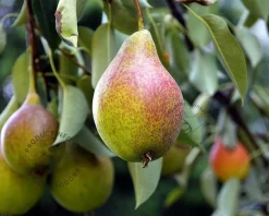 Pyrus communis 'Bonne Louise d'Avranches' - mini