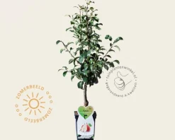 Pyrus communis 'Bonne Louise d'Avranches' - mini