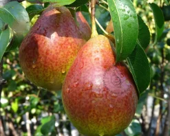Pyrus communis 'Bonne Louise d'Avranches' - mini
