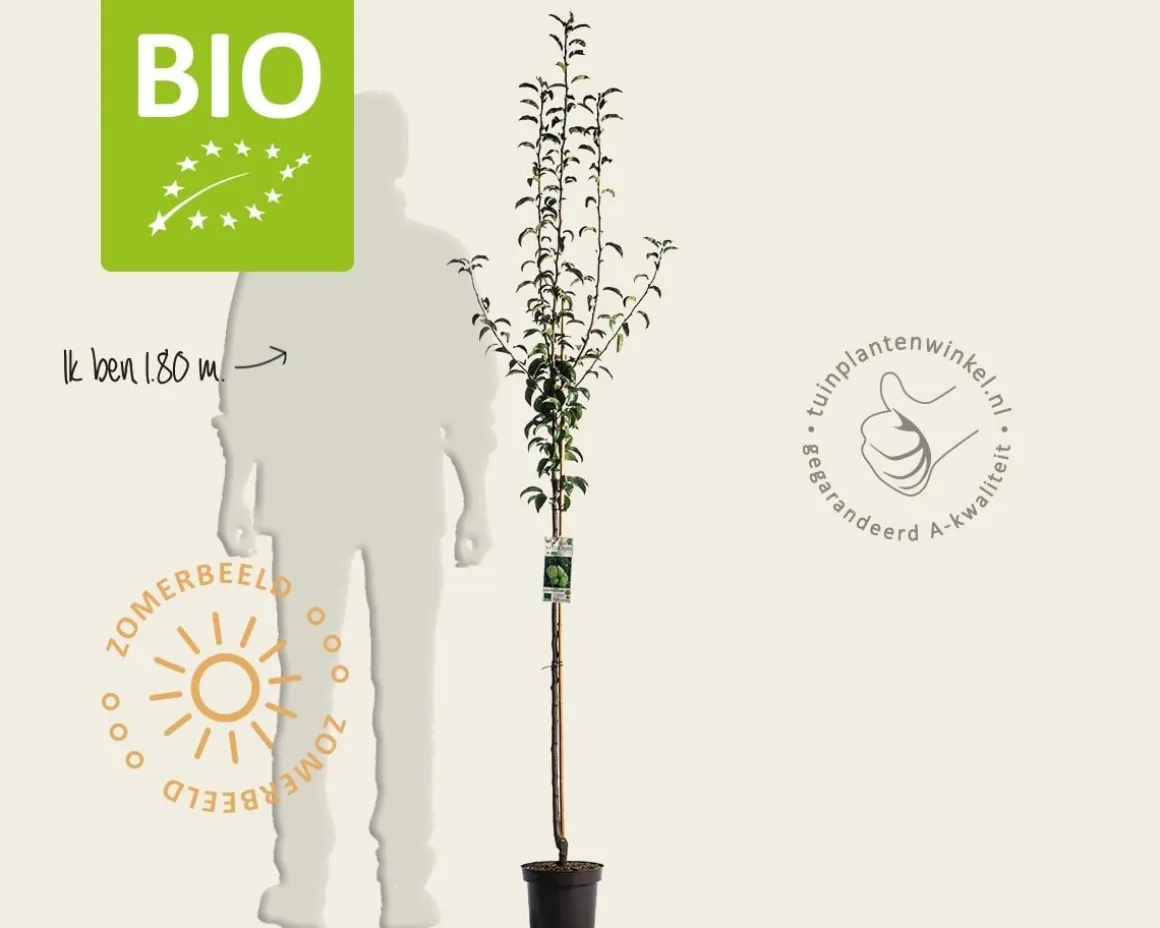 Pyrus communis 'Charneux' - BIO halfstam