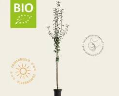 Pyrus communis 'Charneux' - BIO halfstam