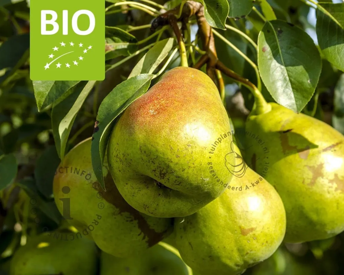 Pyrus communis 'Charneux' - BIO halfstam