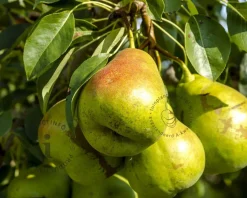 Pyrus communis 'Charneux' - laagstam