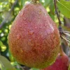 Pyrus communis 'Clapp's Favourite' - hoogstam