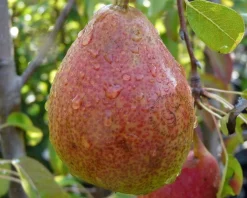 Pyrus communis 'Clapp's Favourite' - hoogstam