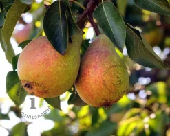 Pyrus communis 'Clapp's Favourite' - hoogstam