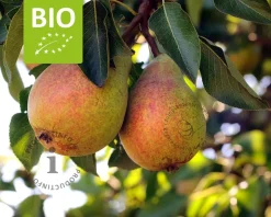 Pyrus communis 'Clapp's Favourite' - BIO halfstam