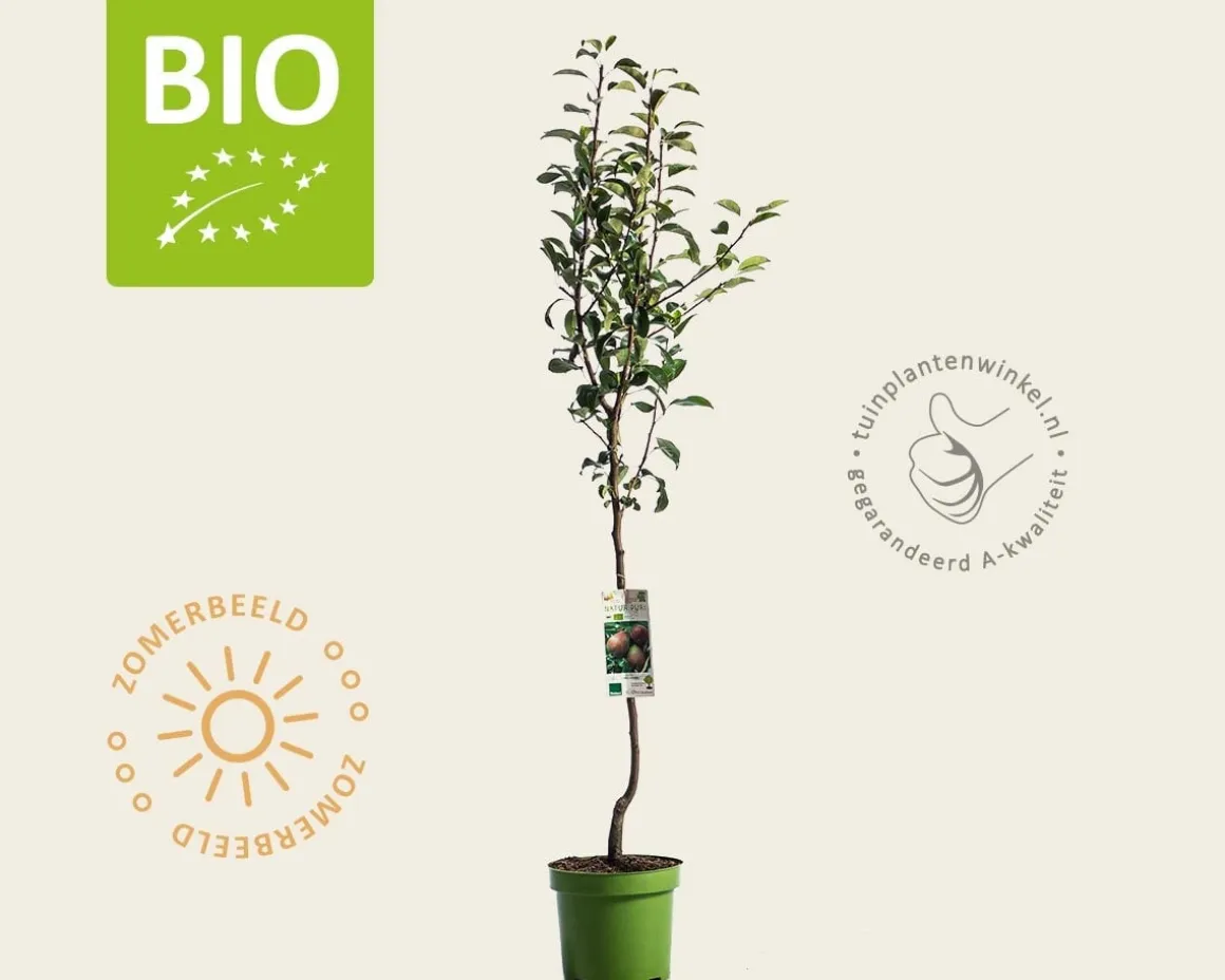Pyrus communis 'Clapp's Favourite' - BIO laagstam