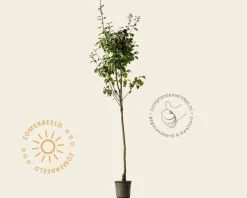 Pyrus communis 'Comtesse de Paris' - halfstam