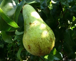 Pyrus communis 'Concorde' - laagstam