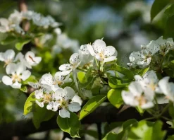 Pyrus communis 'Concorde' - laagstam