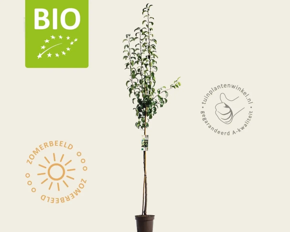 Pyrus communis 'Conference' - BIO halfstam