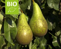 Pyrus communis 'Conference' - BIO halfstam