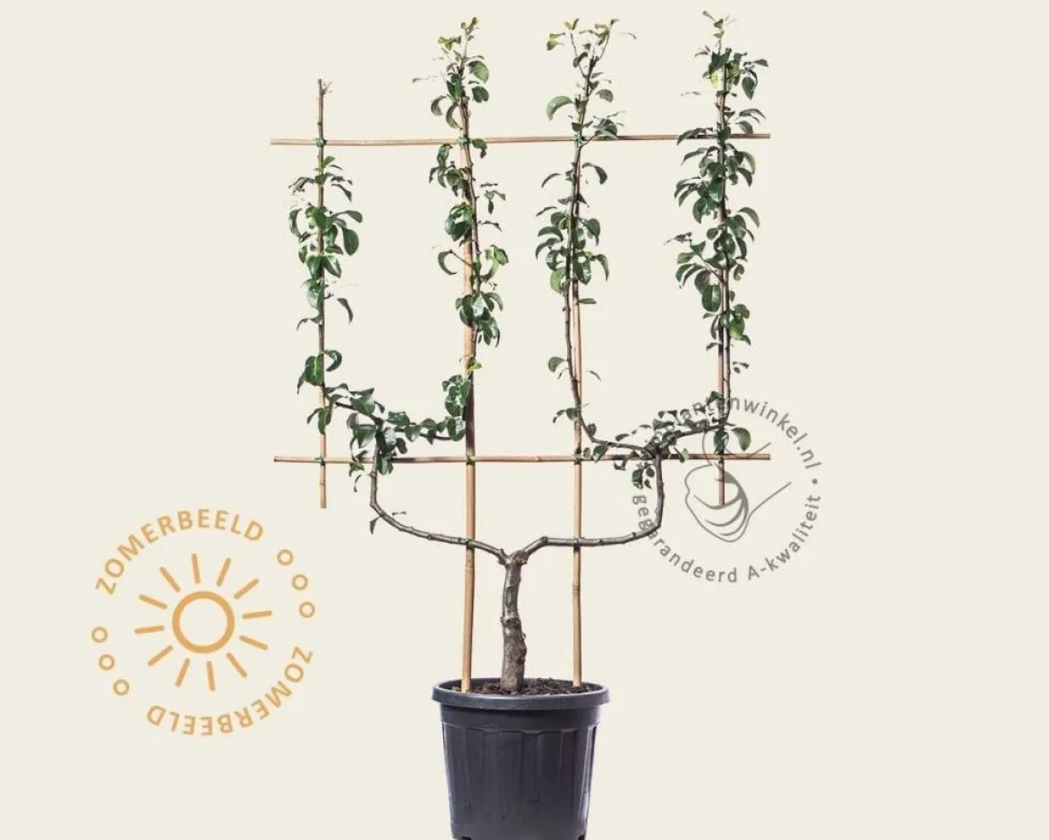 Pyrus communis 'Conference' - dubbele U-vorm