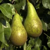 Pyrus communis 'Conference' - halfstam extra