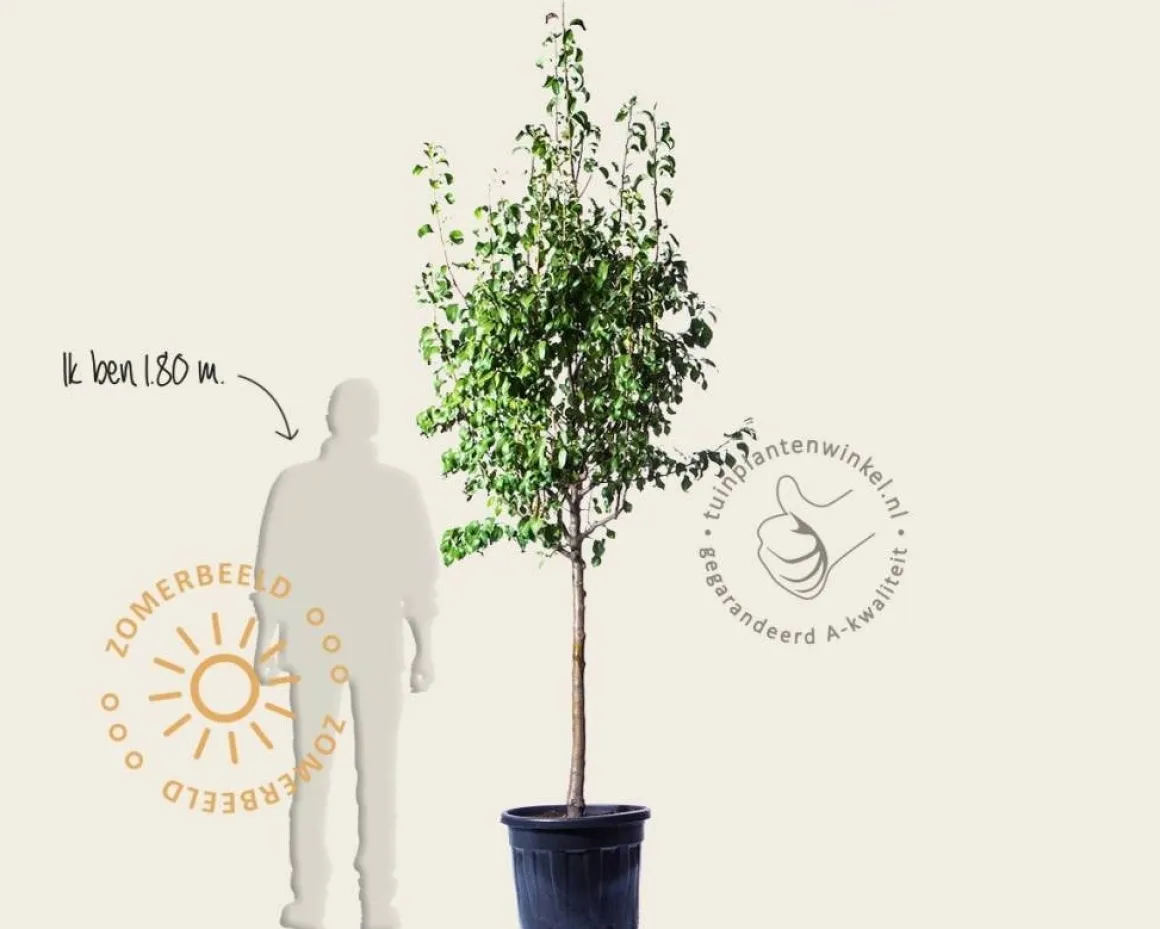 Pyrus communis 'Conference' - halfstam extra