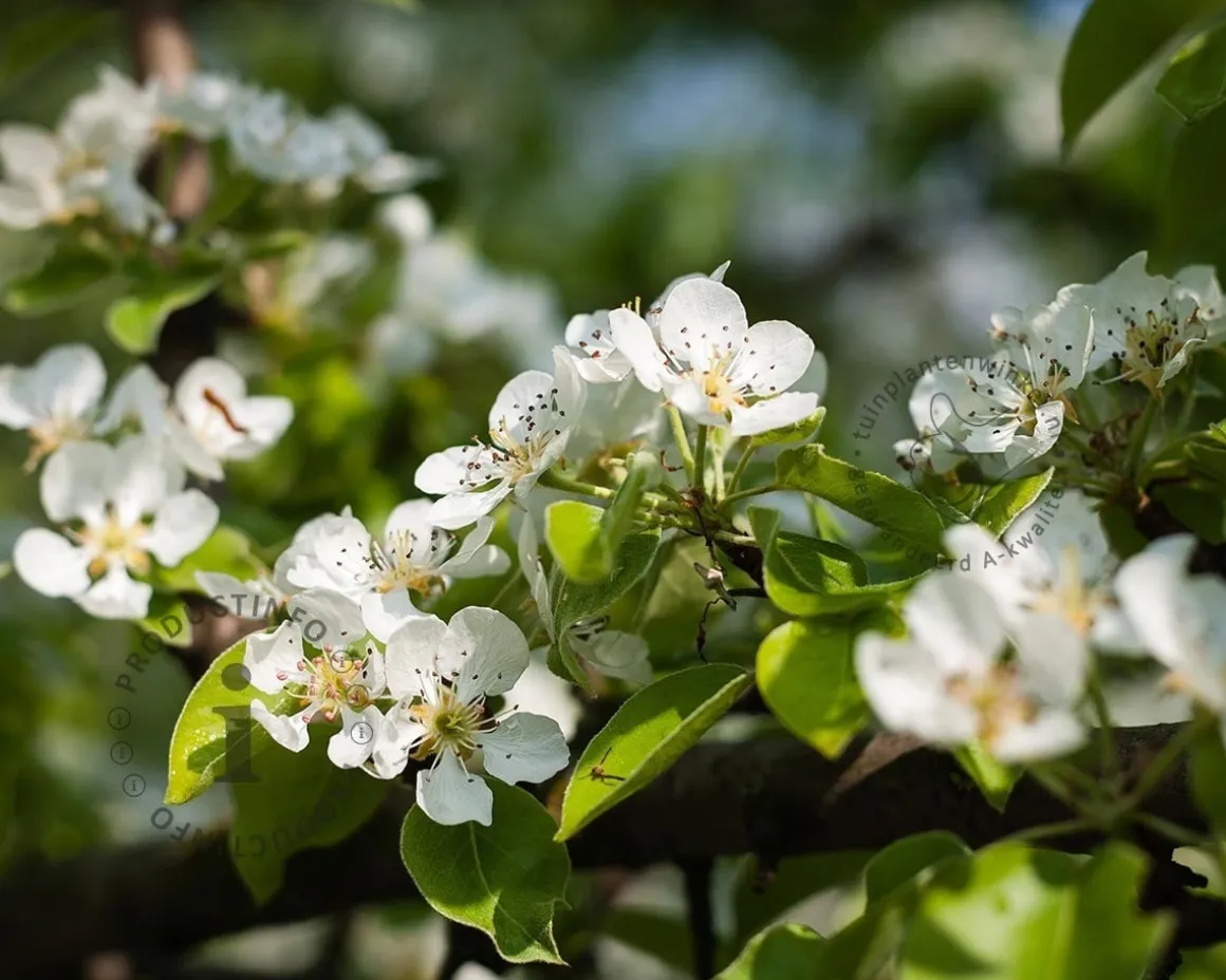 Pyrus communis 'Conference' - halfstam extra