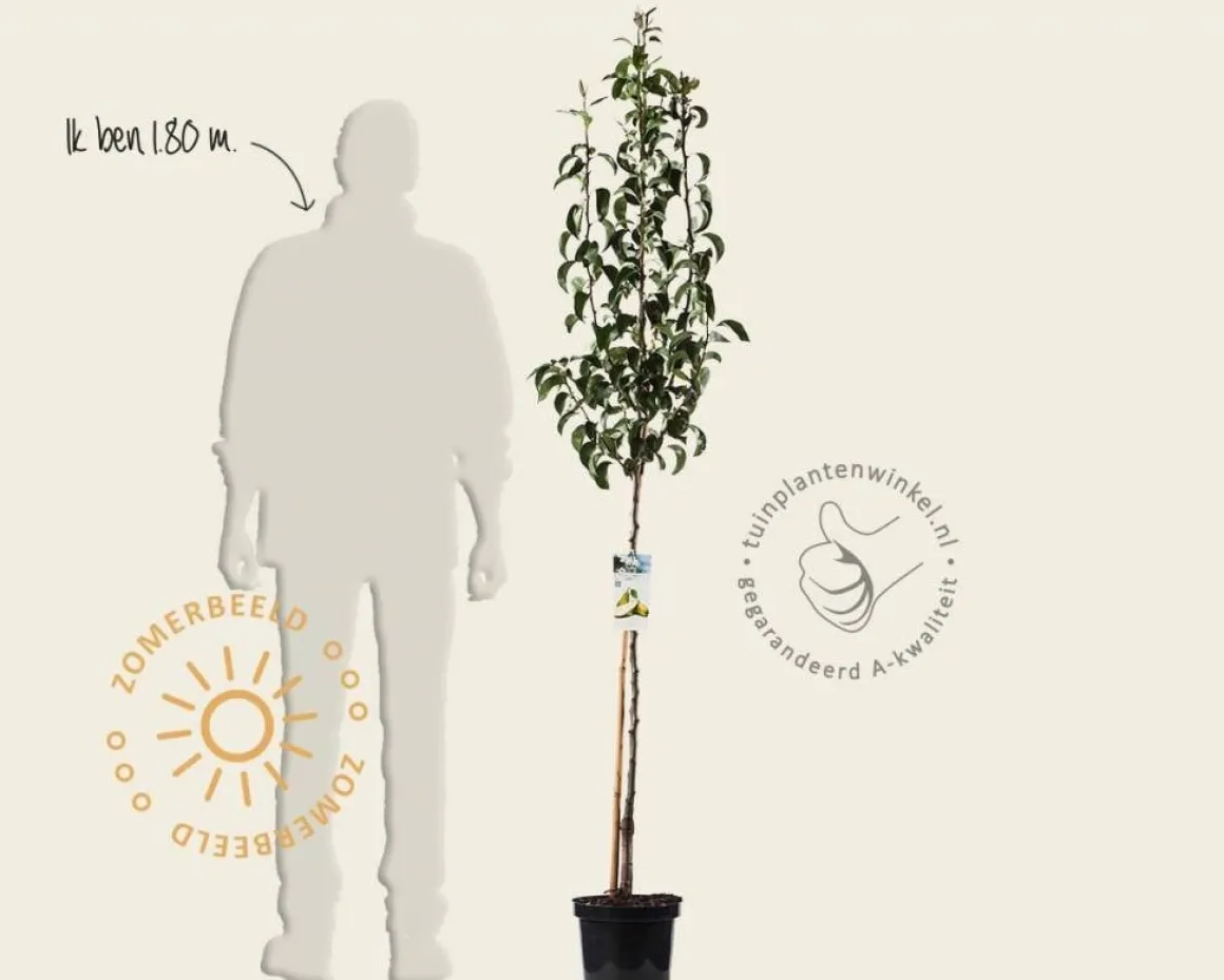 Pyrus communis 'Conference' - halfstam
