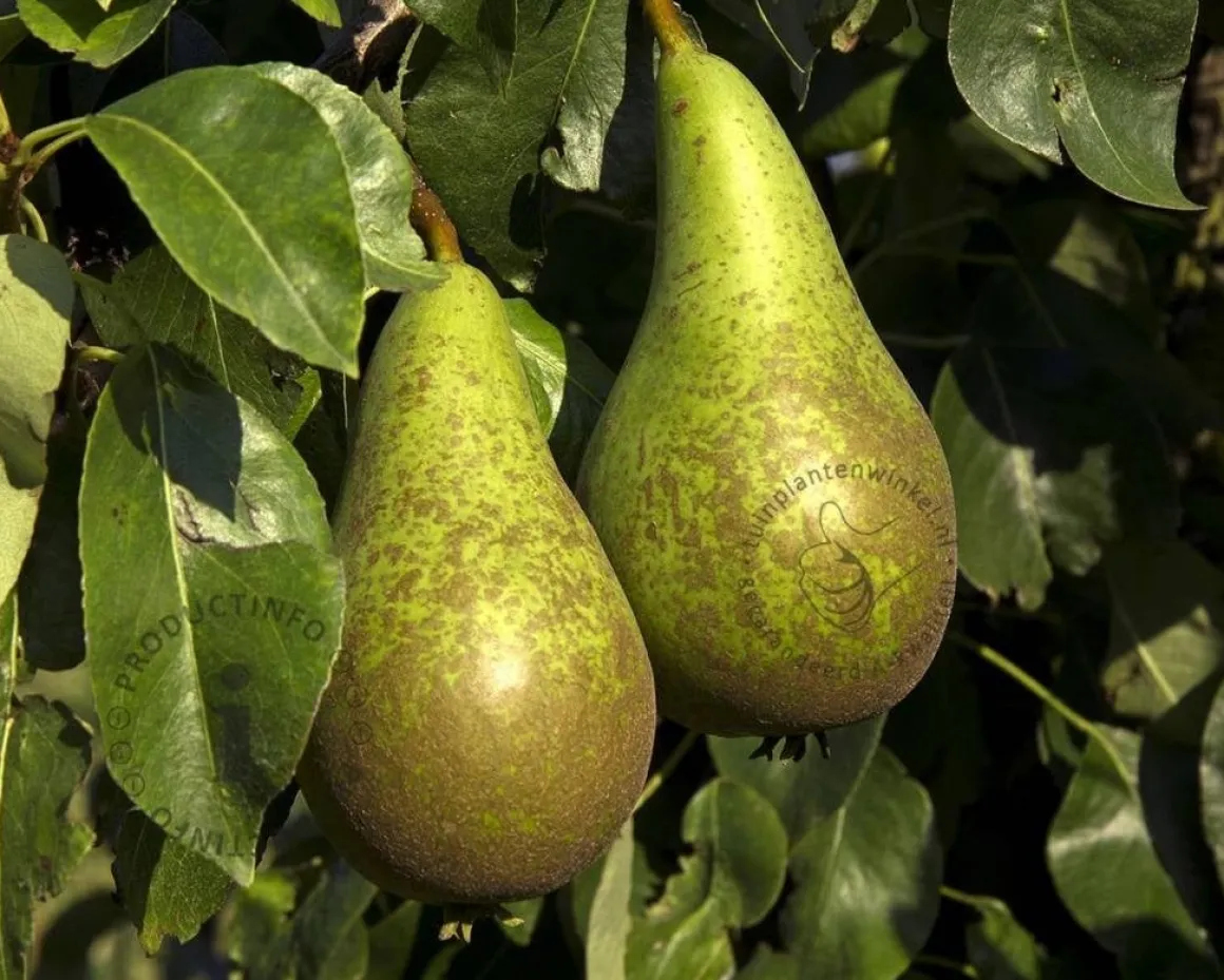 Pyrus communis 'Conference' - hoogstam