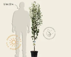 Pyrus communis 'Conference' - laagstam
