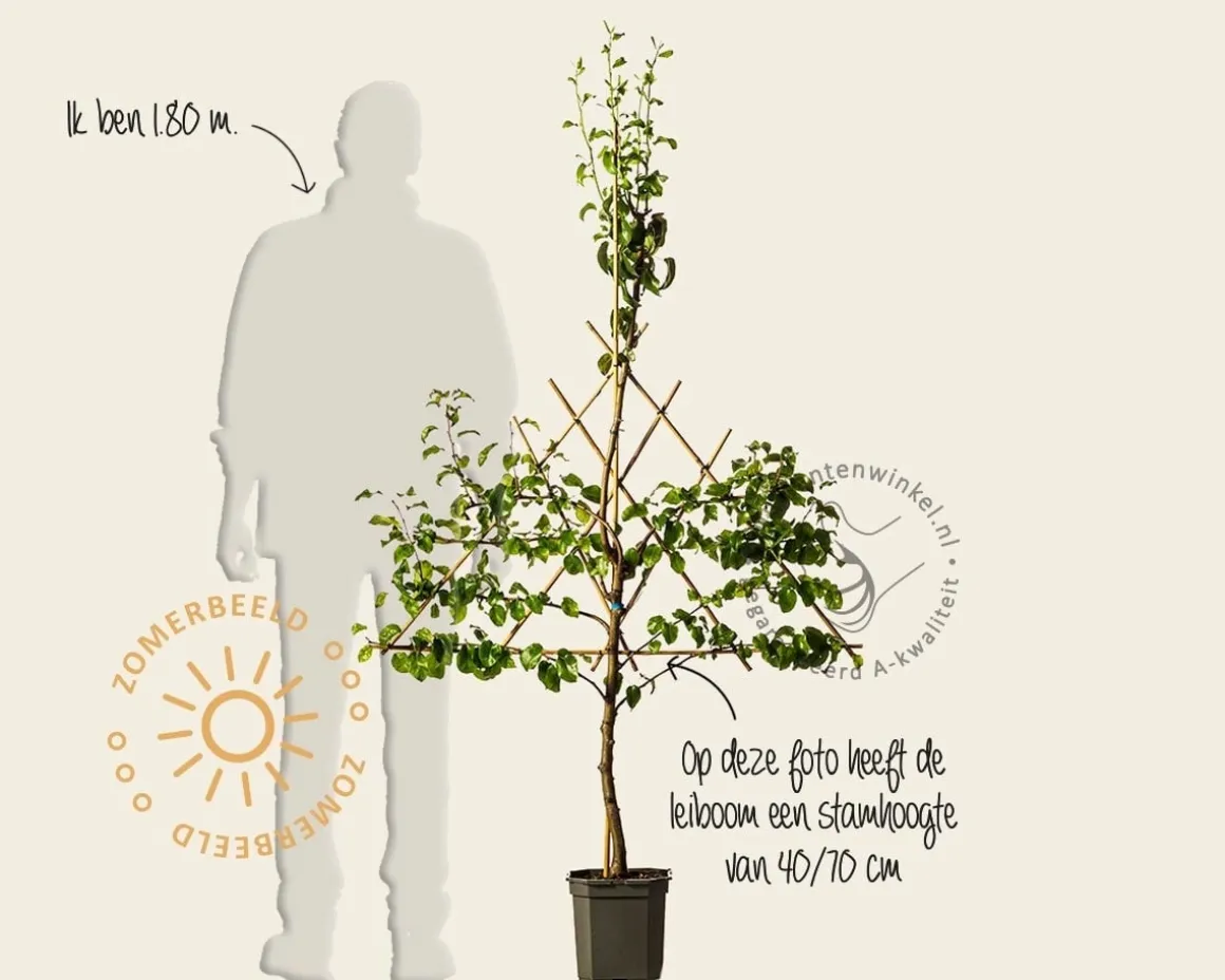 Pyrus communis 'Conference' - lei-vorm