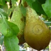Pyrus communis 'Conference' - mini