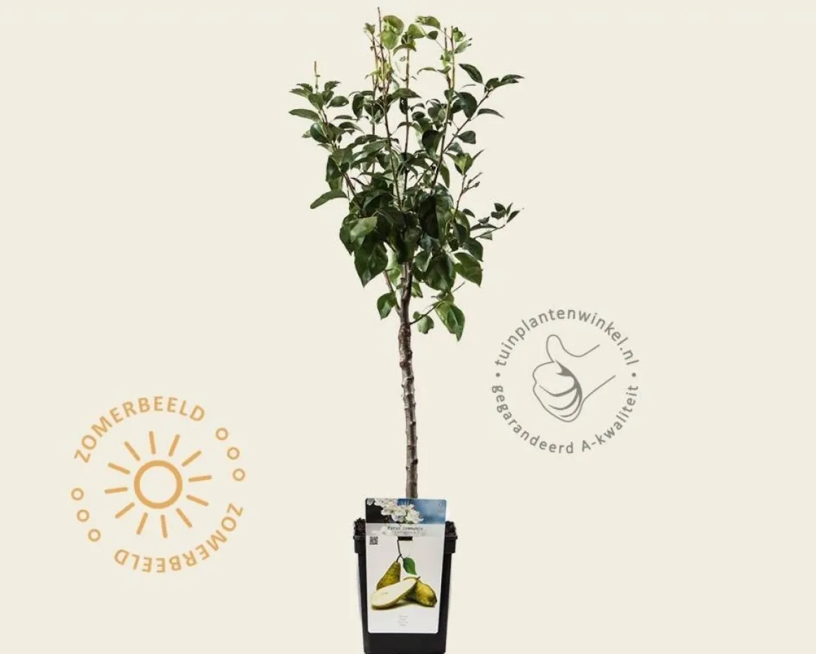 Pyrus communis 'Conference' - mini