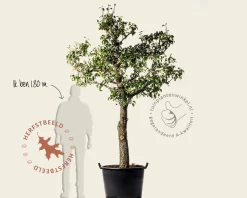 Pyrus communis 'Conference' - oude halfstam