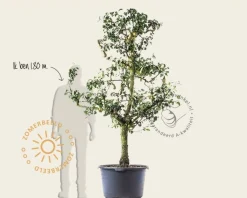 Pyrus communis 'Conference' - oude laagstam
