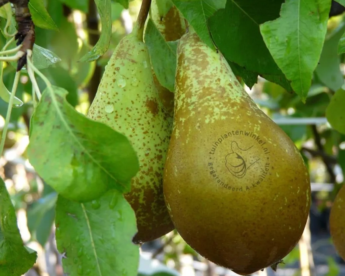 Pyrus communis 'Conference' - oude laagstam