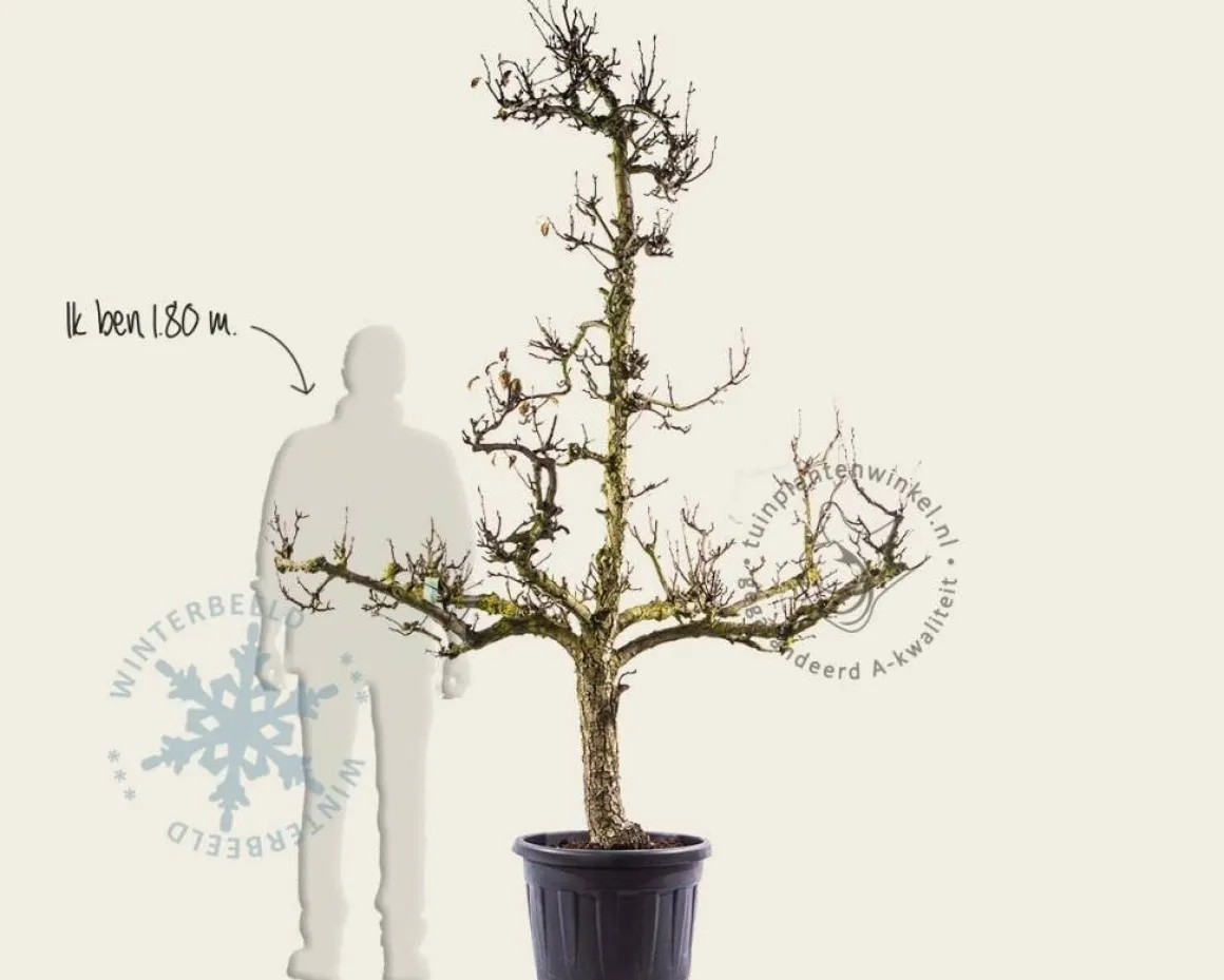 Pyrus communis 'Conference' - oude laagstam