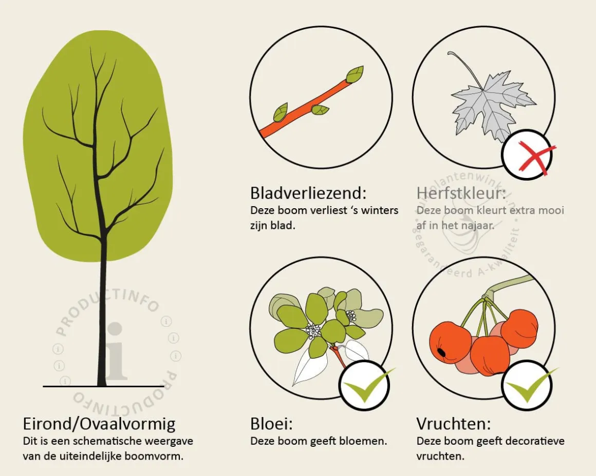 Pyrus communis 'Conference' - oude hoogstam