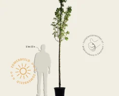 Pyrus communis 'Conference' - oude hoogstam