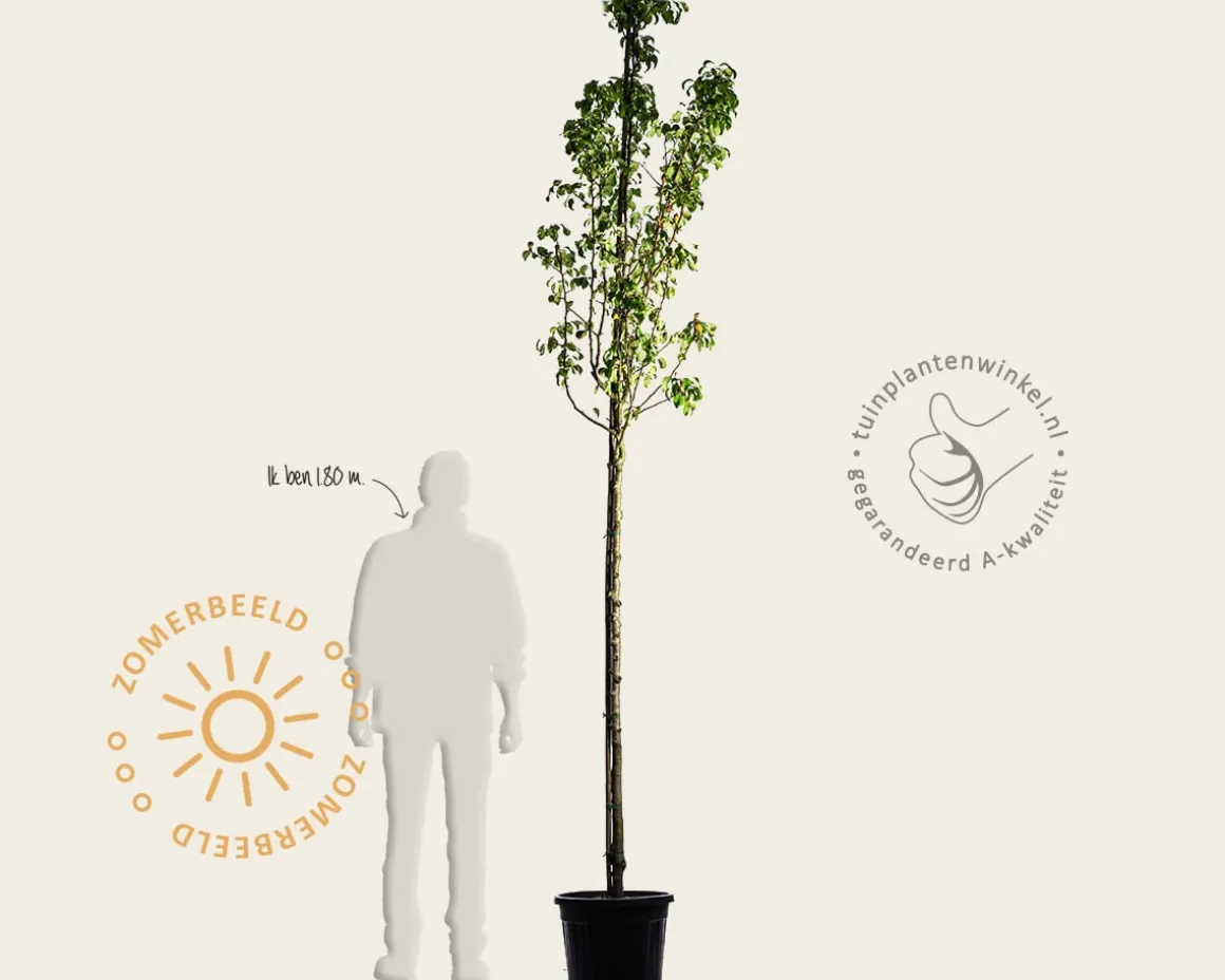 Pyrus communis 'Conference' - oude hoogstam