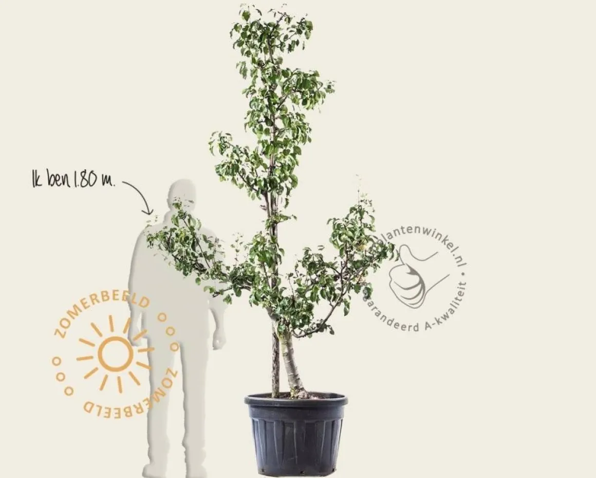 Pyrus communis 'Conference' - oude laagstam