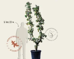 Pyrus communis 'Conference' - oude U-vorm