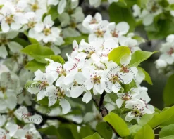Pyrus communis 'Conference' - oude U-vorm