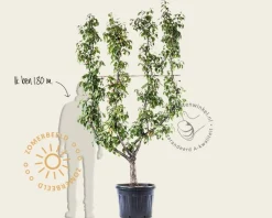 Pyrus communis 'Conference' - oude lei-vorm