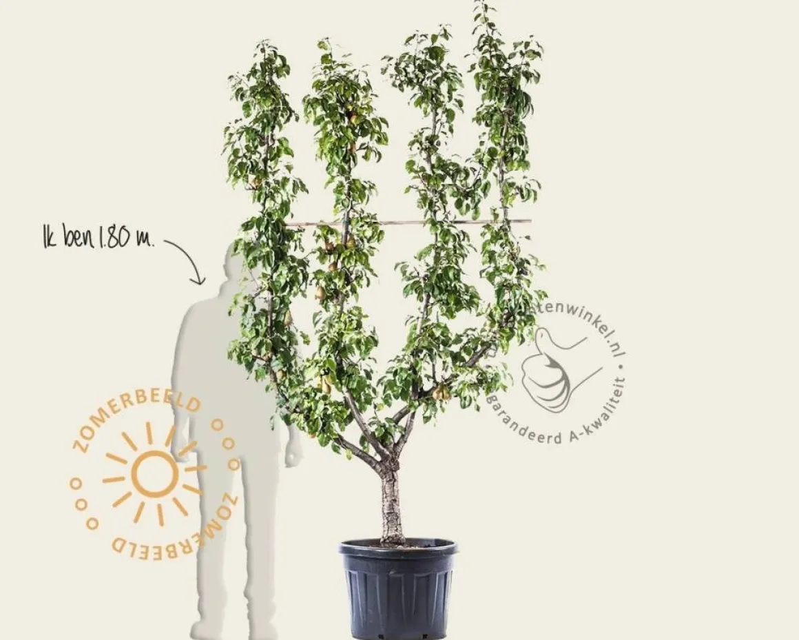 Pyrus communis 'Conference' - oude lei-vorm