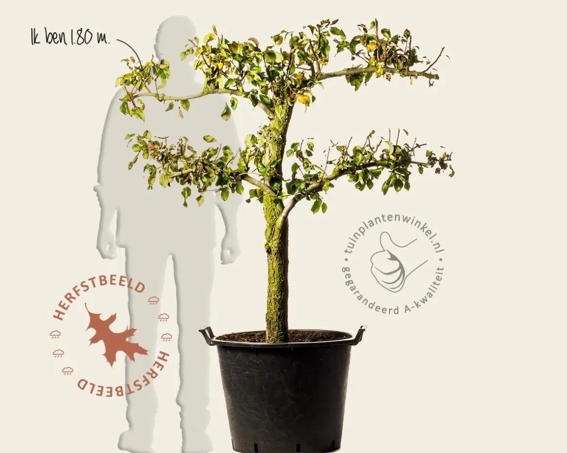 Pyrus communis 'Conference' - oude lei-vorm 2 etages