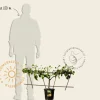 Pyrus communis 'Conference' - Step-over two-way