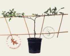 Pyrus communis 'Conference' - Step-over two-way