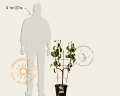 Pyrus communis 'Conference' - U-vorm
