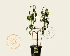 Pyrus communis 'Conference' - U-vorm